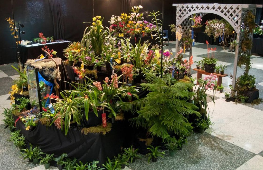 Club Displays | Amherst Orchid Society