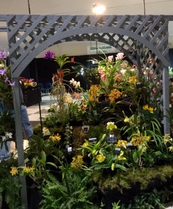 Amherst Orchid Society Show 2016
